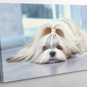 Shih Tzu Canvas Print: Framed Dog Wall Art, Home Decor