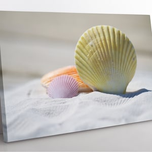 Lienzo de conchas marinas: Impresión costera enmarcada para la decoración del hogar