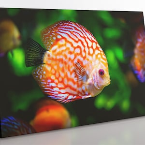 Discus Fish Canvas Print: Coral Reef Framed Wall Art