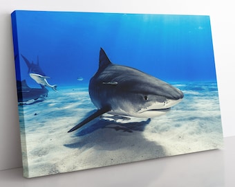 May include: A large tiger shark swims in clear blue water over a sandy bottom. The shark is facing the camera with its mouth slightly open.