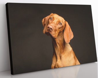 Hungarian Vizsla Canvas Print: Framed Dog Wall Art