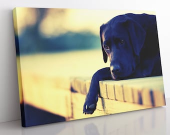 May include: A black Labrador Retriever dog rests its head on a wooden surface. The dog's fur is dark and shiny, and its eyes are closed. The background is blurred, with a soft yellow and blue color scheme.
