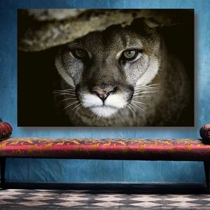 May include: Close-up portrait of a cougar's face, with a dark background. The cougar's eyes are wide open and its whiskers are visible. The image is in focus and the lighting is soft.