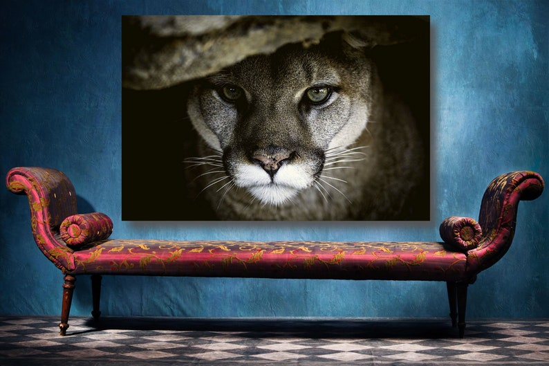 May include: Close-up portrait of a cougar's face, with a dark background. The cougar's eyes are wide open and its whiskers are visible. The image is in focus and the lighting is soft.