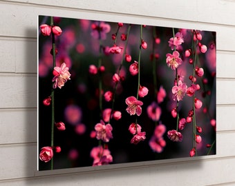 Op de afbeelding: Een close-up afbeelding van roze bloesems die aan takken hangen tegen een donkere achtergrond. De bloemen bevinden zich in verschillende stadia van bloei, sommige zijn volledig open en andere nog in knop.