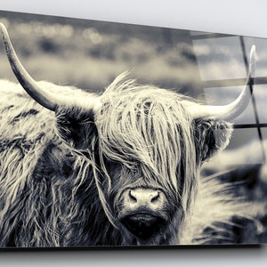 Acrylglasprint Highland Cow: muurkunst grote dieren
