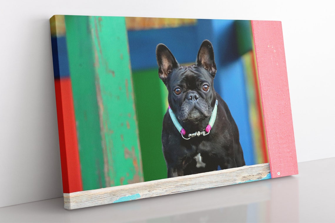 French Bulldog Canvas Wall Art Large Framed Dog Print Home Etsy
