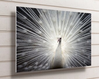 White Peacock Metal Wall Art: Waterproof Bird Print, Ready to Hang