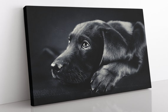 Black lab canvas art sales