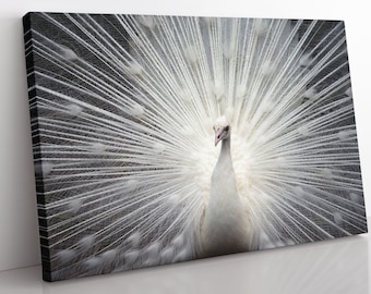 White Peacock Canvas Print: Large Framed Wall Art