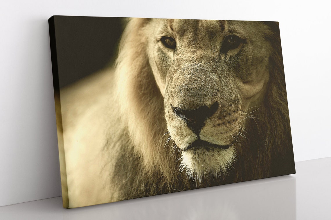 African Lion Canvas Wall Art Large Framed Animal Print Home Etsy UK