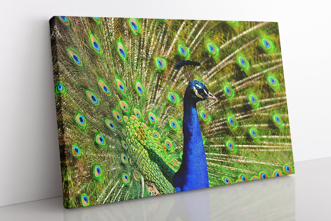 Peacock Tail Feathers Hues For sale as Framed Prints, Photos, Wall Art and  Photo Gifts