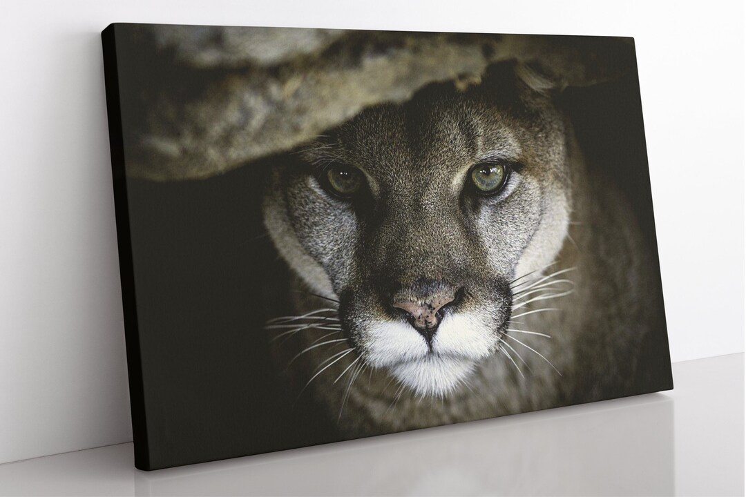 Framed Puma Canvas Print: Big Cat Wall Art - Etsy