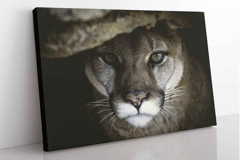 May include: Close-up portrait of a cougar with green eyes, looking directly at the camera. The cougar's fur is a mix of brown and gray, and its nose is pink. The background is dark.