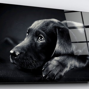 Black Labrador Dog Acrylic Glass Wall Art: Modern Home Decor
