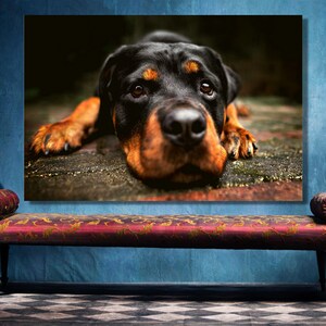Rottweiler Dog Poster Print: Large Unframed Animal Wall Art