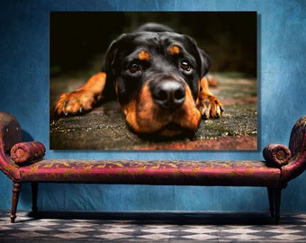 Stampa poster con cane Rottweiler: grande arte murale senza cornice raffigurante un animale