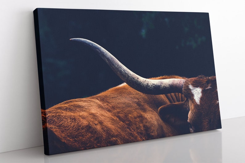 May include: Close-up of a brown and white Texas Longhorn cow with large, curved horns. The cow's fur is soft and fluffy, and the background is dark.