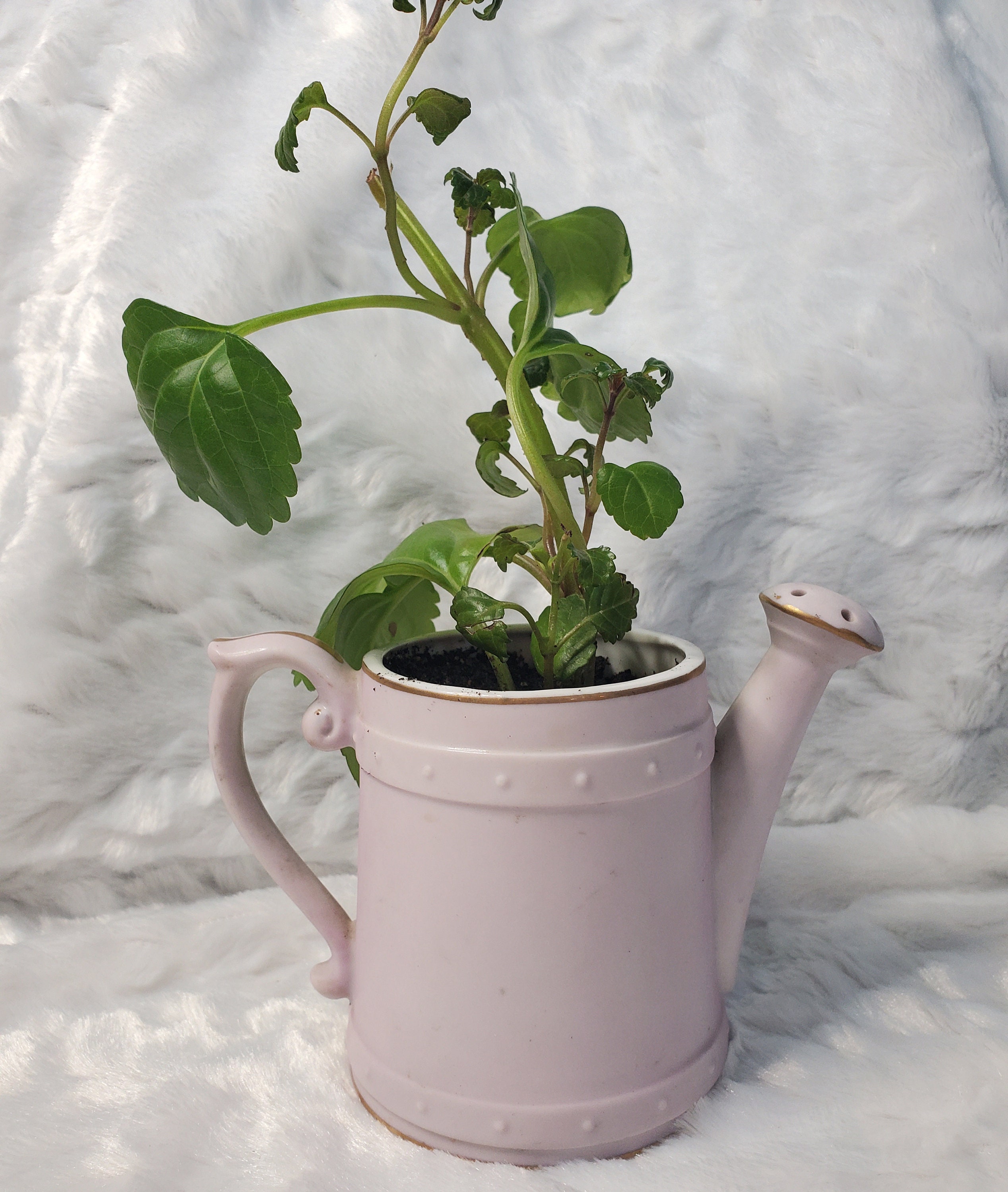 Watering Can Planter Etsy