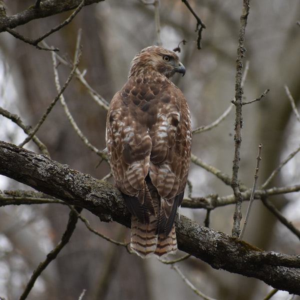 Red Tailed Hawk