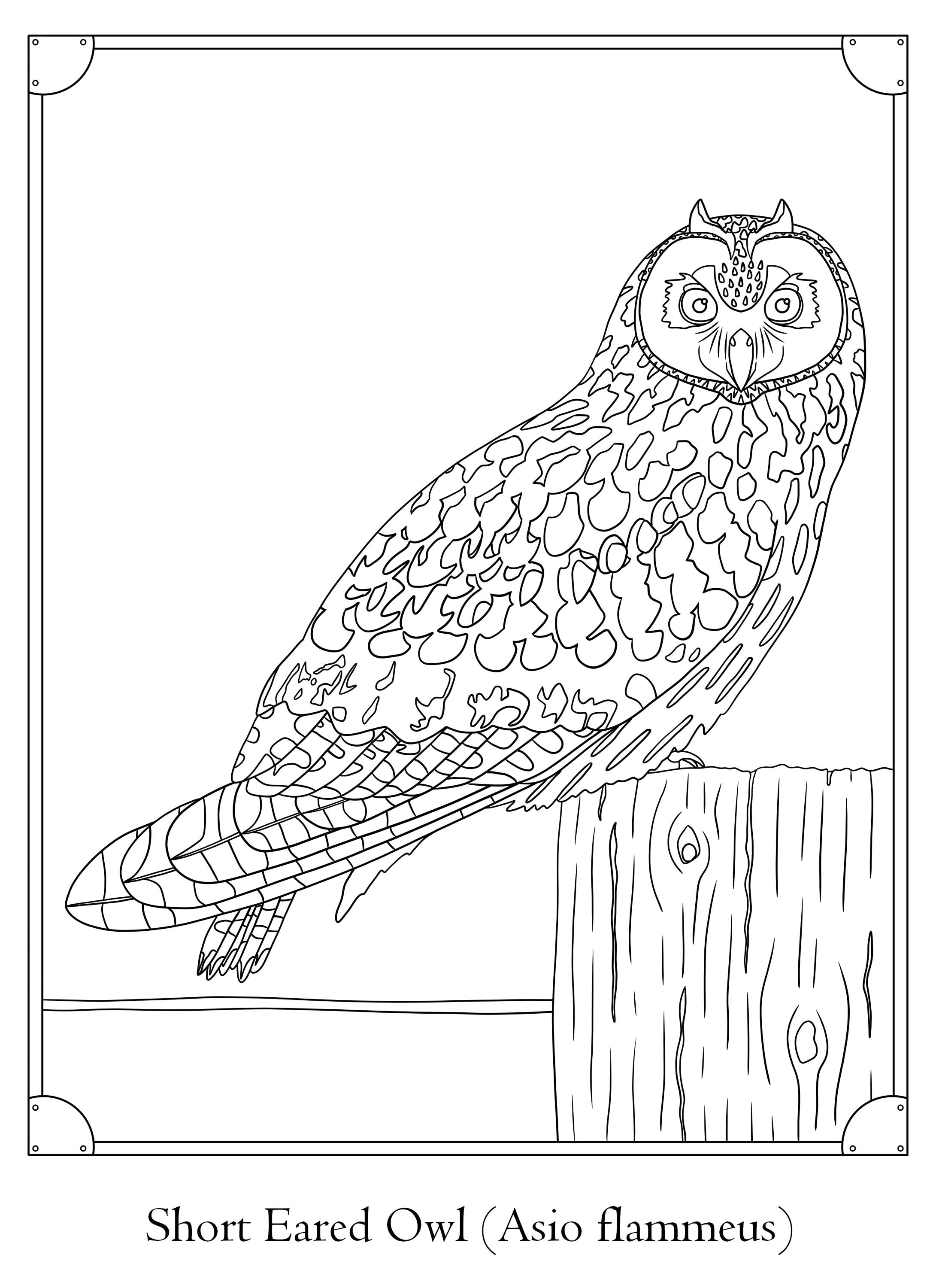 Printable Owl Coloring Pages