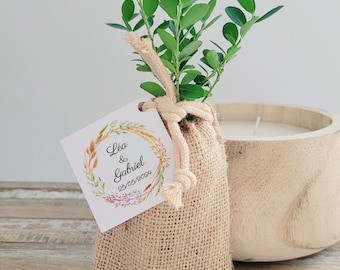 Mini tree plants / Olive tree / Boxwood / Palm tree / Fir tree