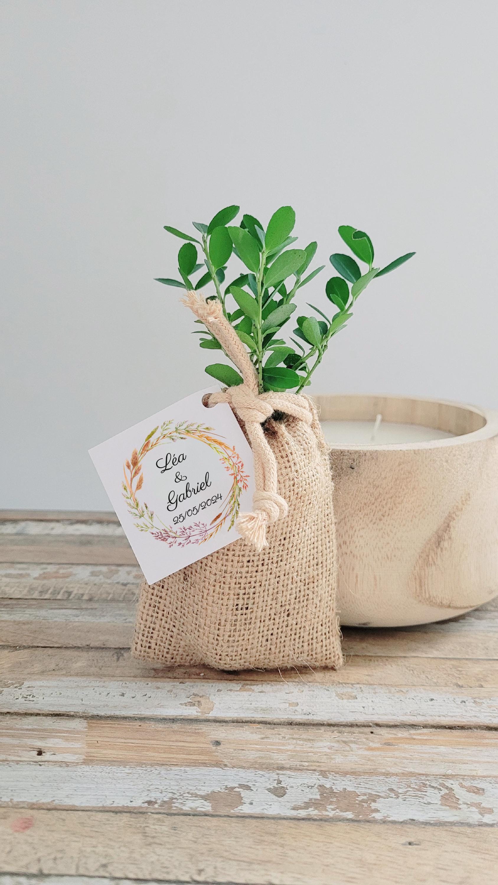 Miniaturbume / Olivenbaum / Buchsbaum / Palme / Tanne - Etsy sterreich