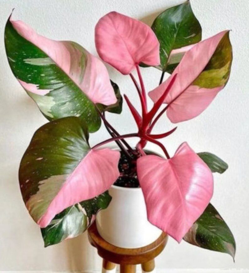 Tissue Culture Philodendron Pink Princess Marble Variegated Etsy UK
