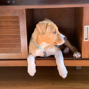 May include: A brown and white puppy with blue eyes peeks out from a wooden cabinet. The puppy is wearing a light blue collar with a tag.