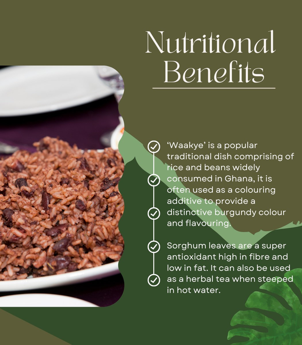 African Fresh Waakye Leaf Tea Leaves Millet Leaves Etsy Australia