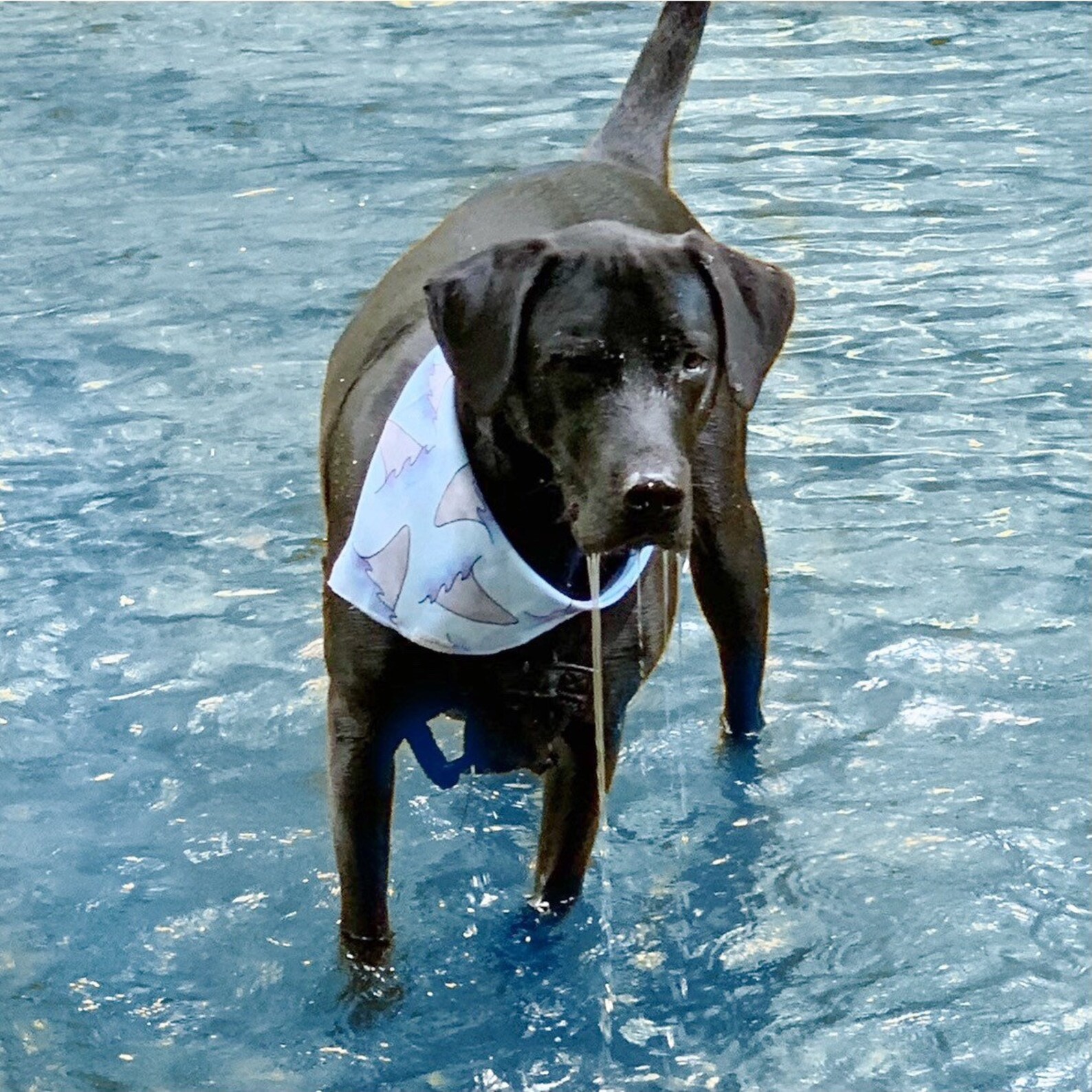 SAGEN SIE KÄSE Kamera Hund Bandana / / retro Hund Bandana / / Etsy