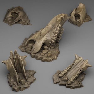 May include: Five beige-coloured, fragmented animal skull pieces. The pieces include a large jawbone with teeth, a skull top, and other bone fragments, all resting on textured bases.