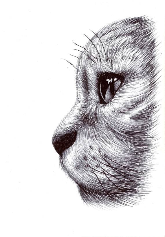 Biro Drawing Print Cat Print Animal Drawing Animal Print A5 A4