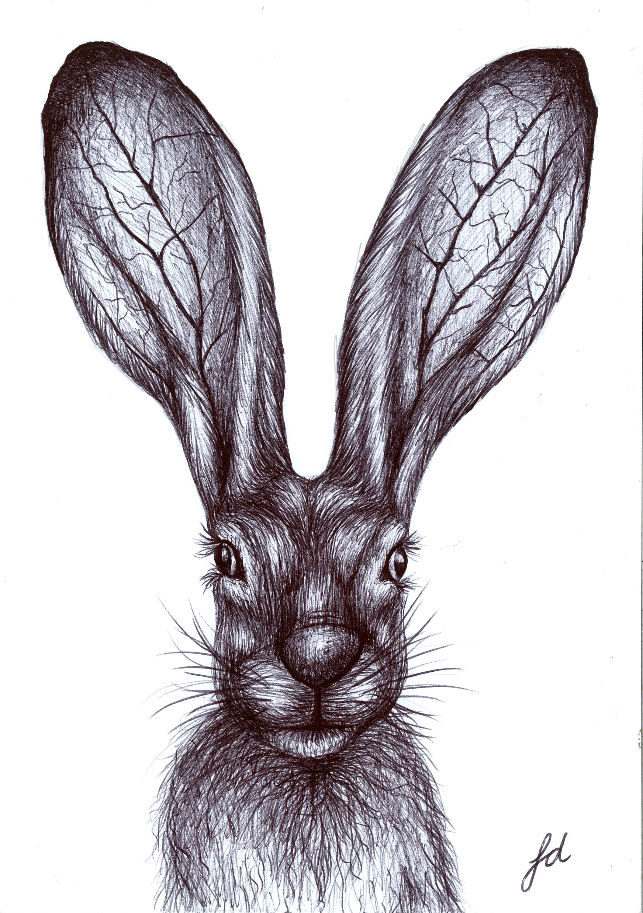 Biro Drawing Print, Art, Jack Rabbit, Animal Print, A5 A4 Etsy