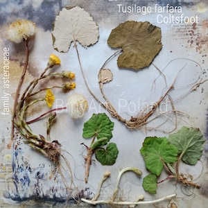 Tusilago farfara, coltfoot podbiał pospolity herbarium