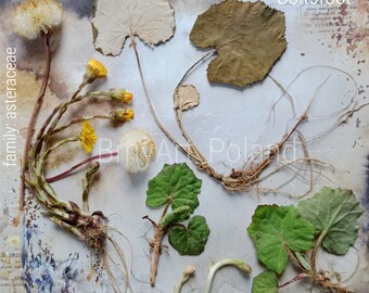 Tusilago farfara, coltfoot podbiał pospolity herbarium
