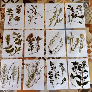 Puede incluir: Diez tarjetas blancas con flores y hojas prensadas sobre ellas. Las tarjetas est&aacute;n dispuestas en dos filas de cinco. Las flores y las hojas son de varios colores, incluyendo verde, marr&oacute;n, amarillo y blanco.