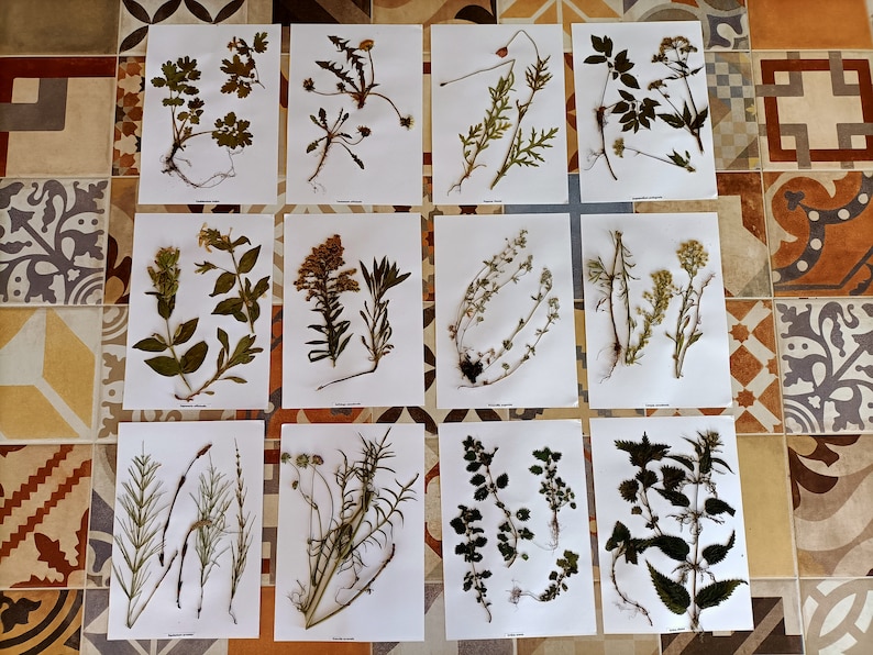 Puede incluir: Diez tarjetas blancas con flores y hojas prensadas sobre ellas. Las tarjetas est&aacute;n dispuestas en dos filas de cinco. Las flores y las hojas son de varios colores, incluyendo verde, marr&oacute;n, amarillo y blanco.