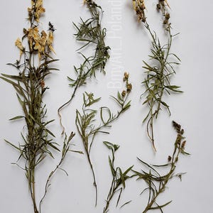 50 species dried herbs, sign hendle, non glued