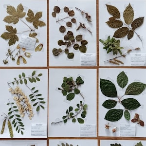 40 species medicine european plants herbarium