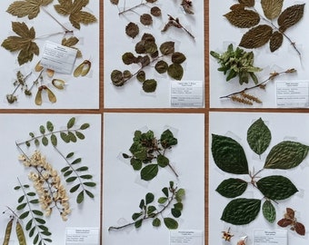 40 Arten Medizin Europäische Pflanzen Herbarium
