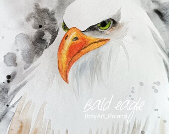 watercolor bald eagle