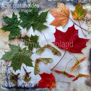 Puede incluir: Una colección de hojas de arce prensadas en varios tonos de verde, rojo y naranja. Las hojas están dispuestas sobre un fondo blanco texturizado con el texto "Acer platanoides Norway maple" en la parte superior.