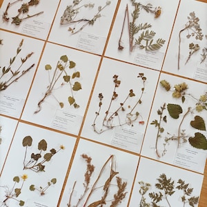 25 species herbarium 2023