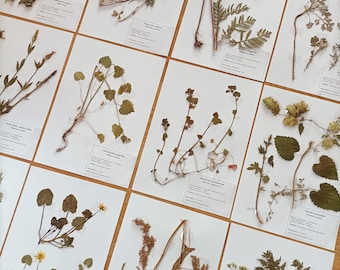 25 species herbarium 2023