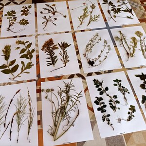 Puede incluir: Una colecci&oacute;n de 10 plantas prensadas y secas en papel blanco, cada una con una etiqueta. Las plantas incluyen una variedad de hojas, flores y tallos.