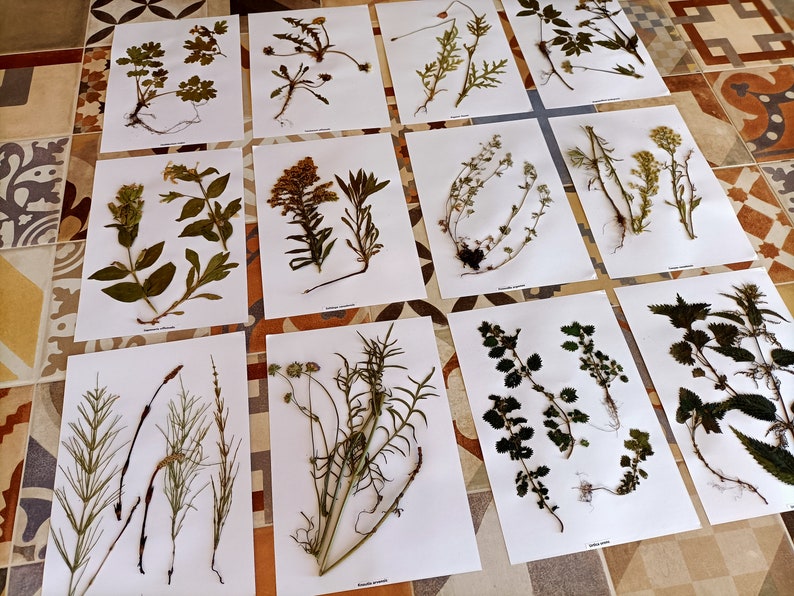 Puede incluir: Una colecci&oacute;n de 10 plantas prensadas y secas en papel blanco, cada una con una etiqueta. Las plantas incluyen una variedad de hojas, flores y tallos.