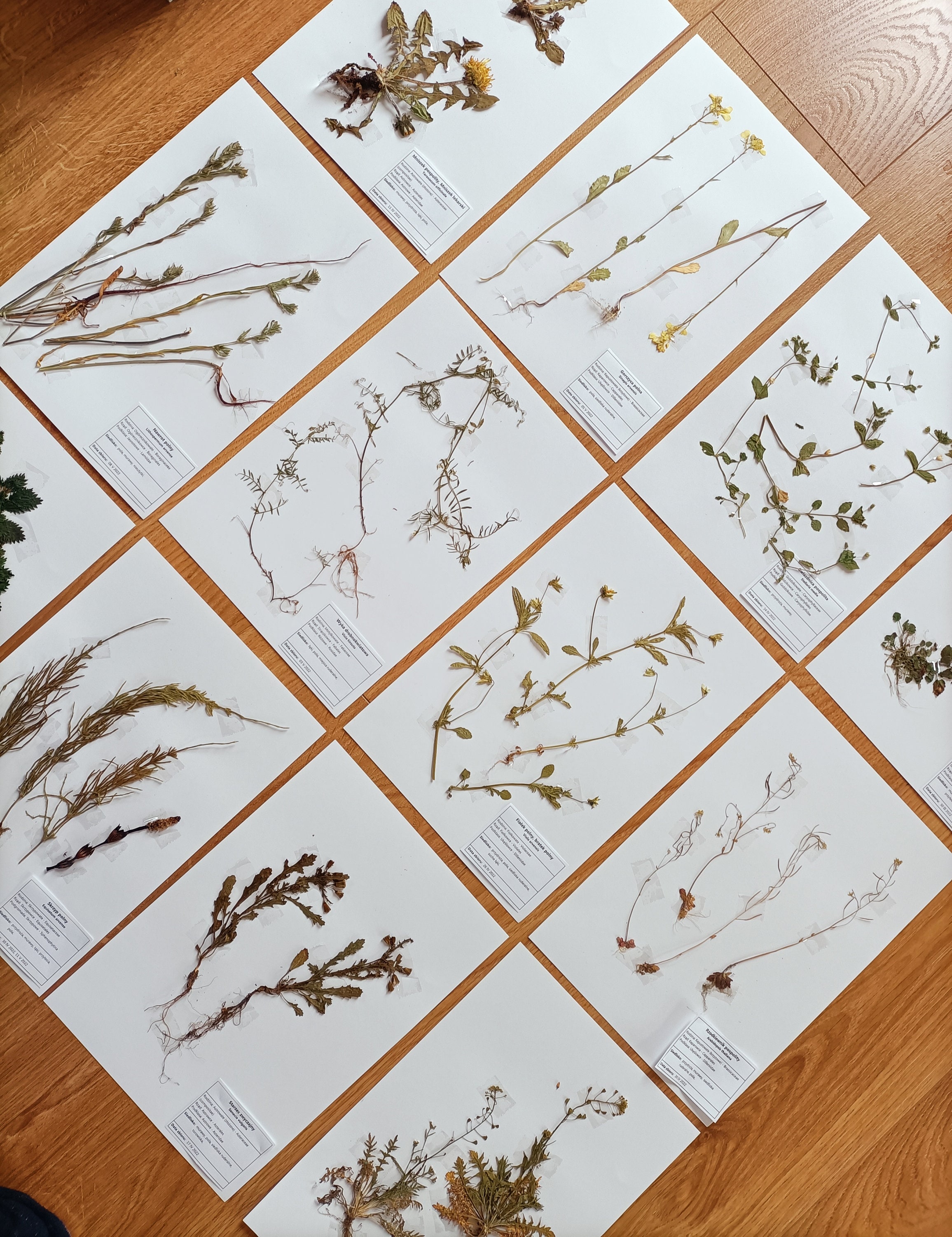 HERBARIUM 30 Weeds DRIED PLANTS - Etsy