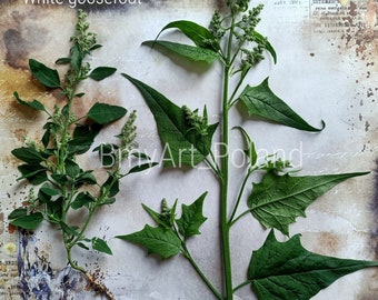 herbarium, chenopodium album