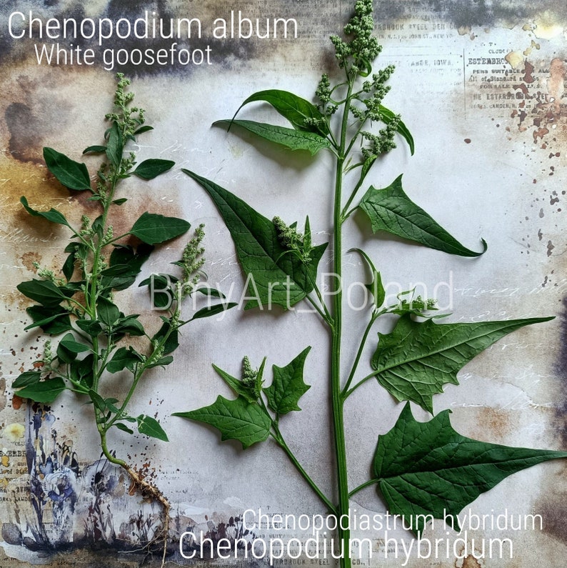 herbarium, chenopodium album image 1